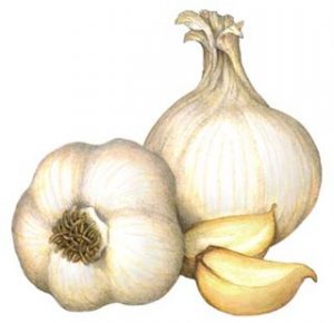 مادربزرگ ؛ گوجه خشک