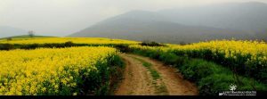 عکسی از احمد خطیری ، دختری که در نماز پرواز می‌کند